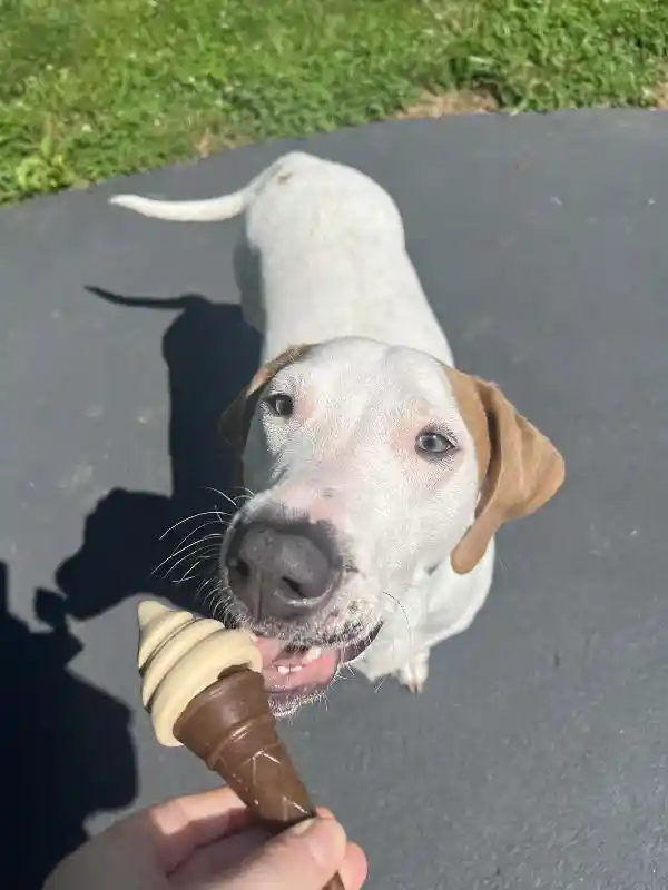 SPOT PUP ICE WAFFLE CONE V/PB