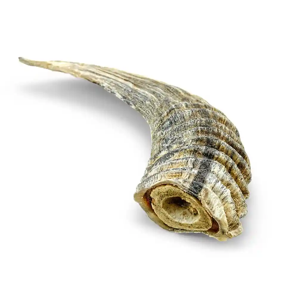 ICELANDIC LAMB HORN SM
