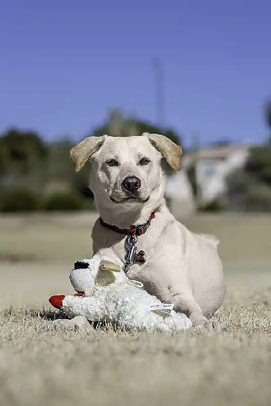 LAMBCHOP 10.5"