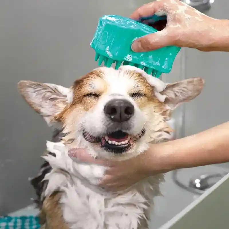KONG ZOOMGROOM BUBBLE BRUSH BL