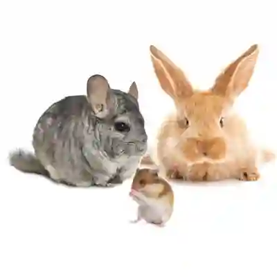 Image Alternative Text
