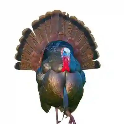 Image Alternative Text