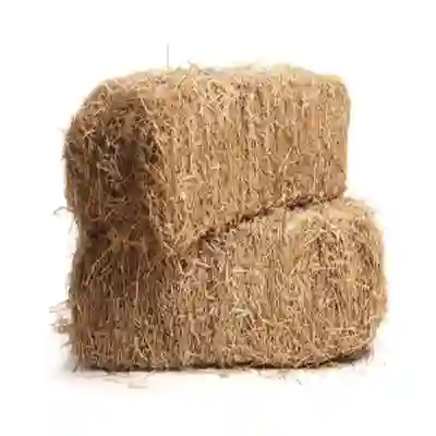 Image Alternative Text