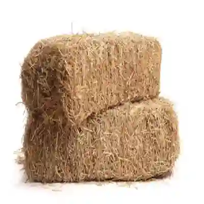 Image Alternative Text