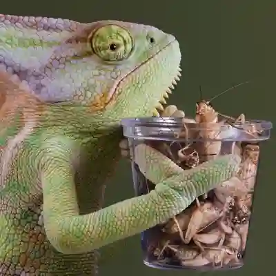 Image Alternative Text