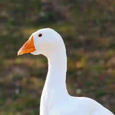 Image Alternative Text