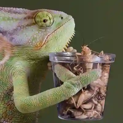 Image Alternative Text