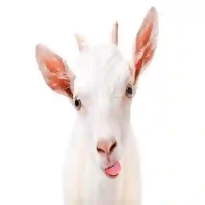 Image Alternative Text