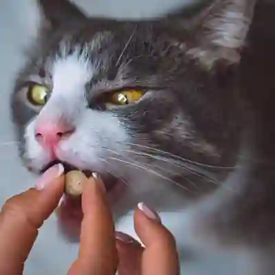 Image Alternative Text